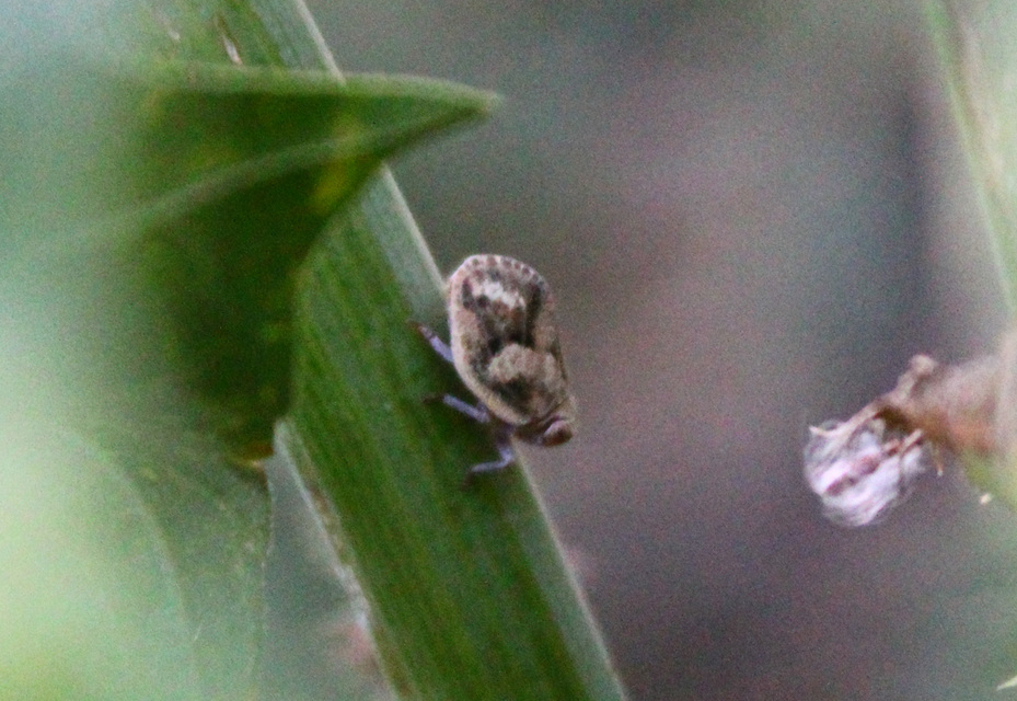 Agalmatium flavescens Agalmatium flavescens
