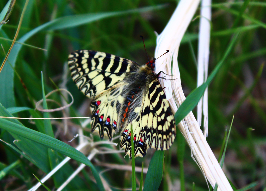 Zerynthia polyxena - farkasalmalepke