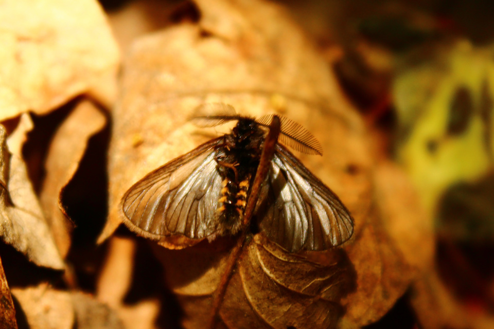 Pentophera morio - réti gyapjaslepke