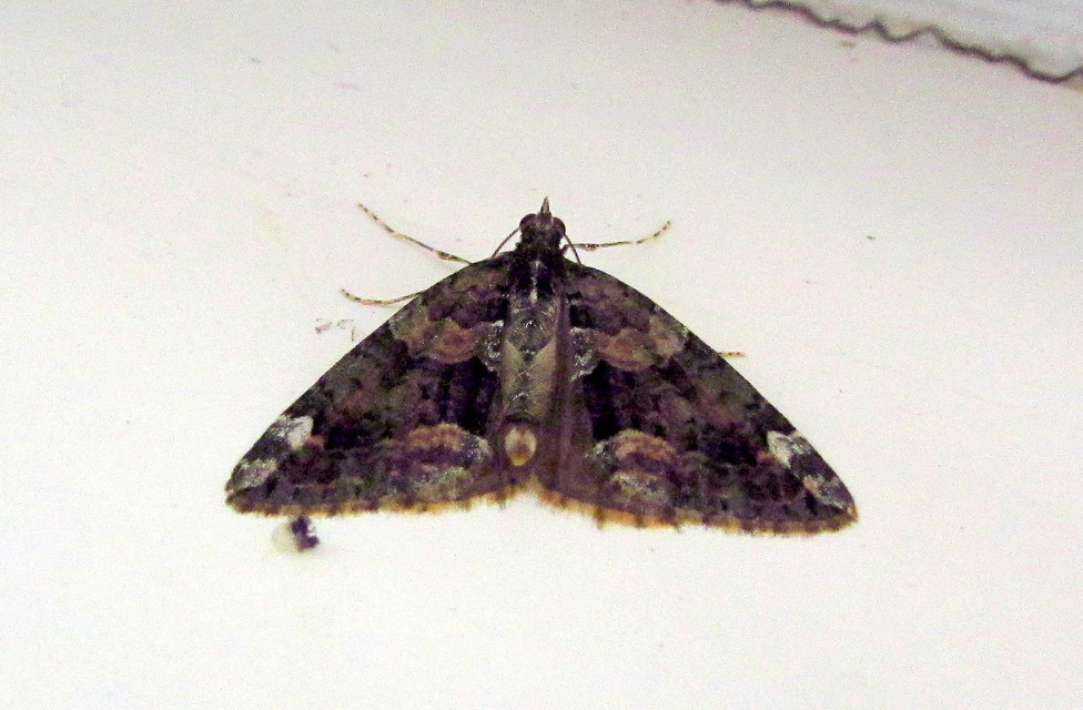 Chloroclysta siterata - salátazöld araszoló