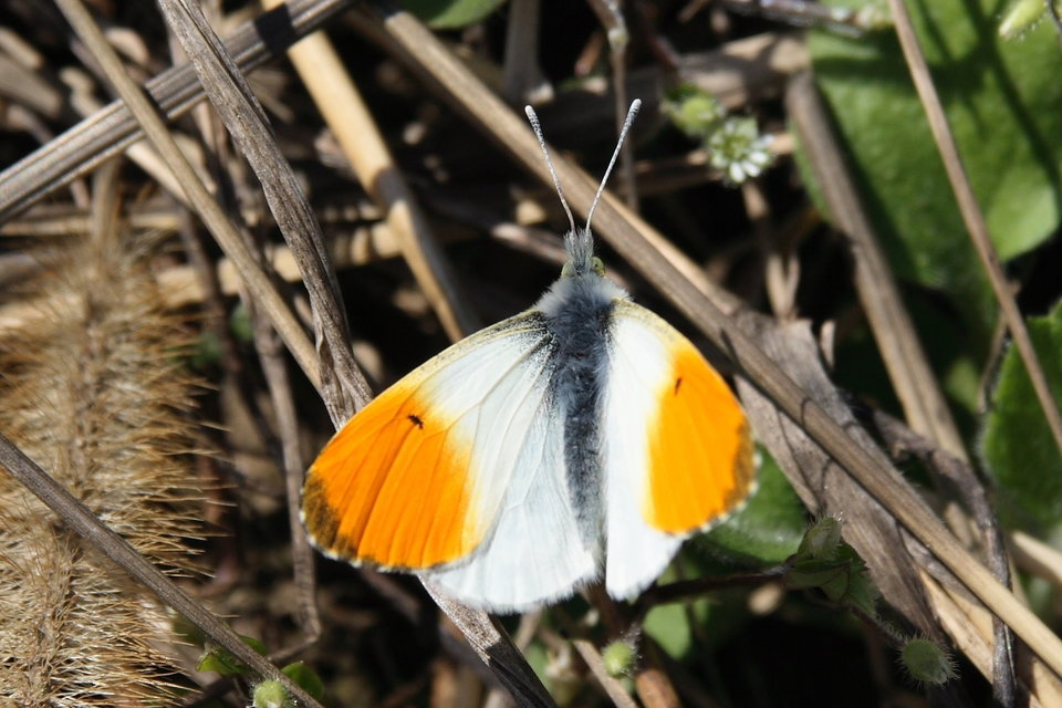 Anthocharis cardamines - hajnalpírlepke