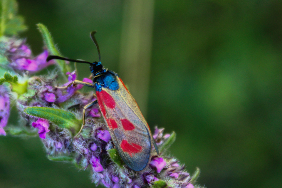 Zygaena loti - közönséges csüngőlepke