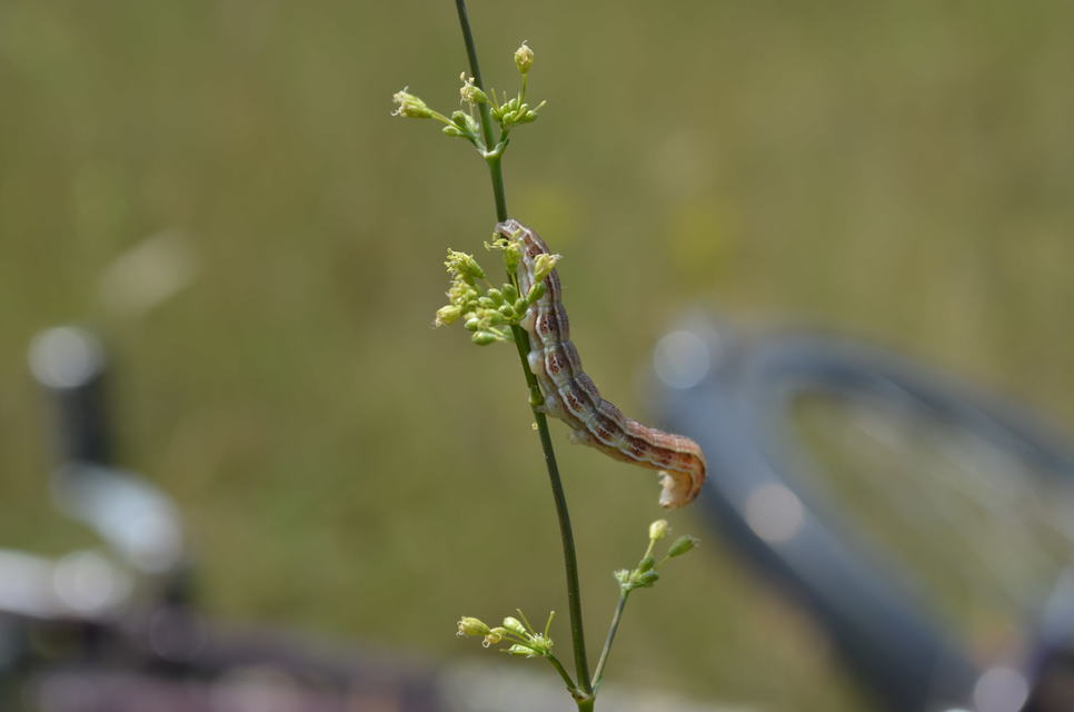 Heliothis viriplaca - mácsonyabagoly
