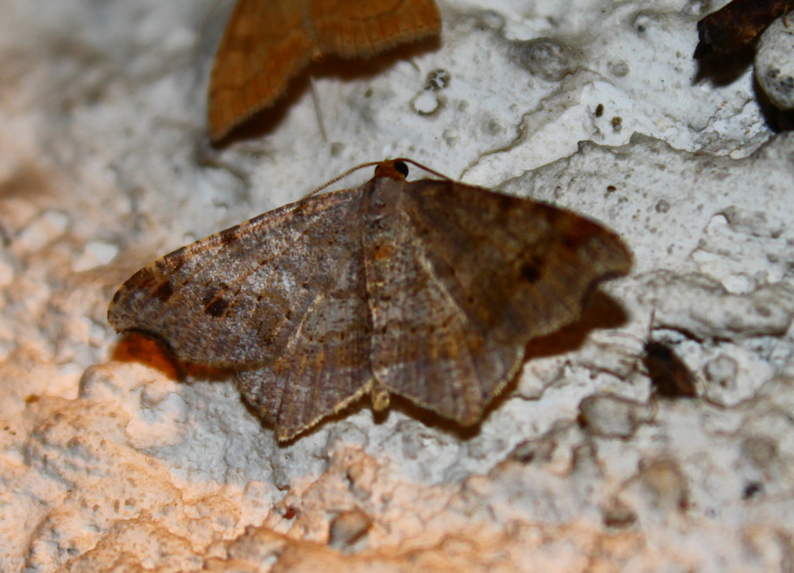 Macaria alternata - közönséges szürkearaszoló