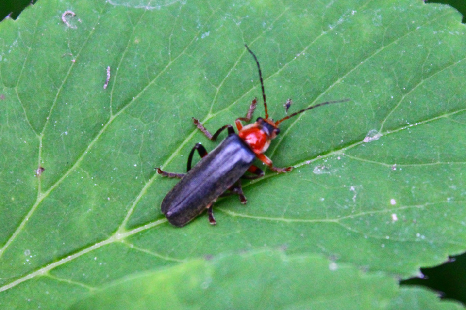 Cantharis livida - mezei lágybogár