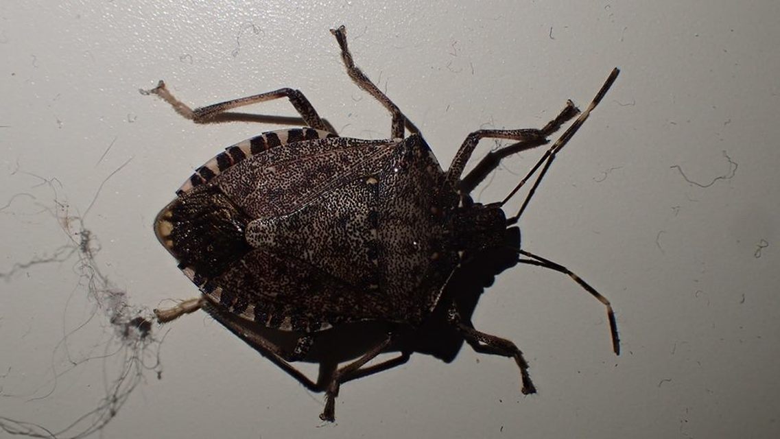 halyomorpha halys - Halyomorpha halys