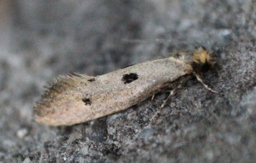 Tinea trinotella - hárompettyes fészekmoly