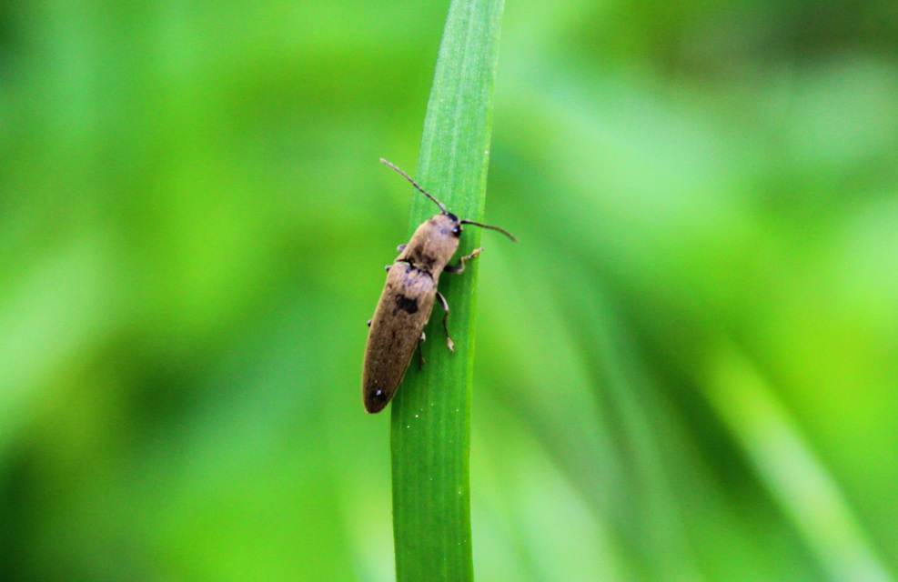 Synaptus filiformis - talpas pattanó