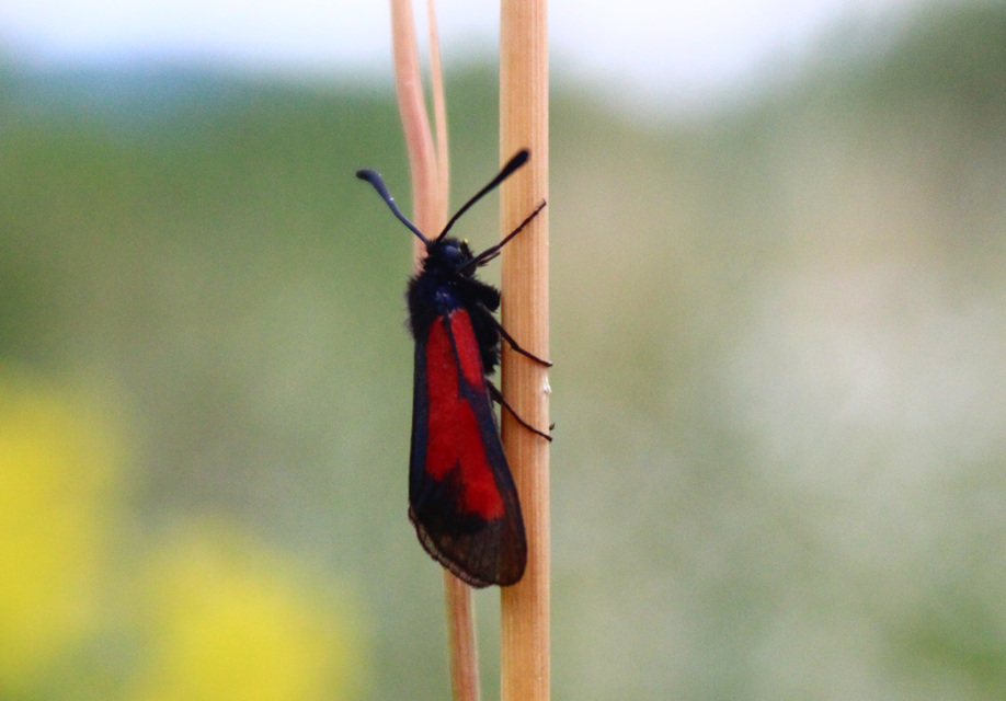 Zygaenidae - csüngőlepkefélék