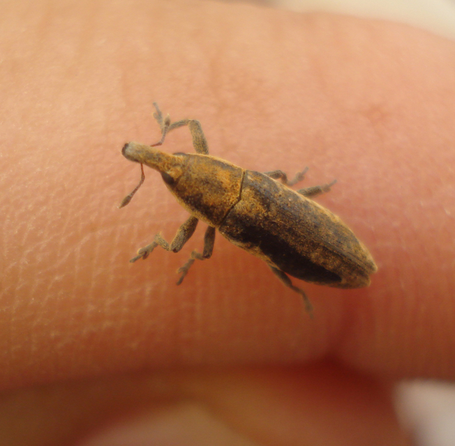 Lixus subtilis - disznóparéj-dudvabarkó