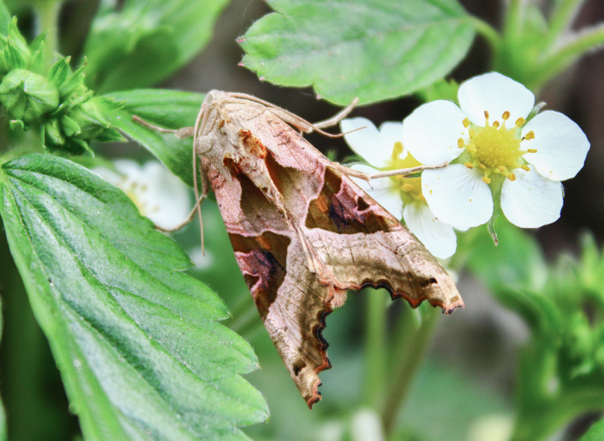 Phlogophora meticulosa - vándorló csipkésbagoly