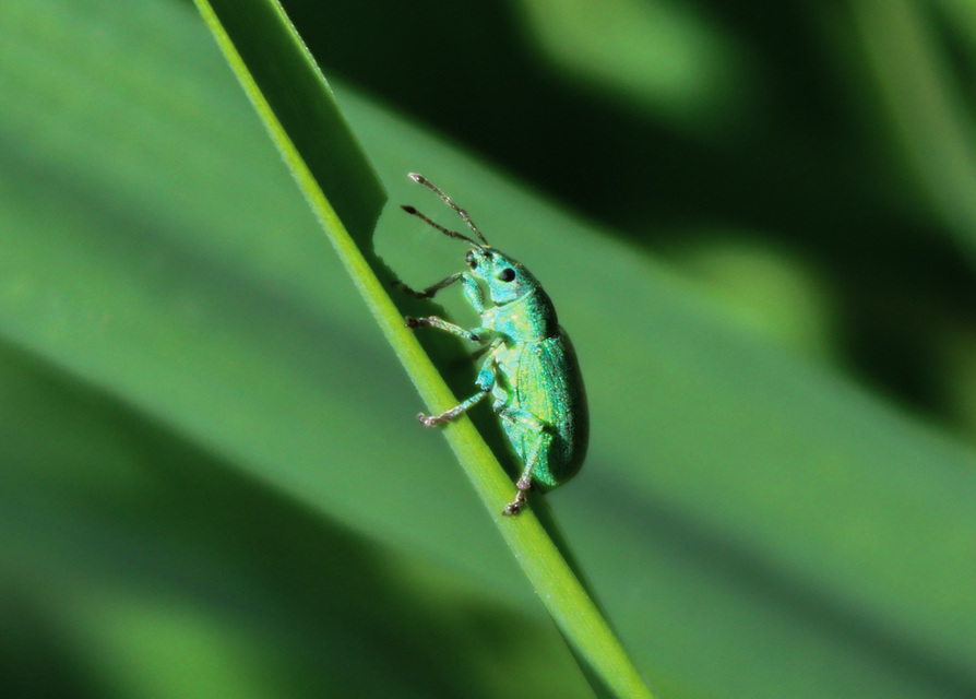 Phyllobius Phyllobius