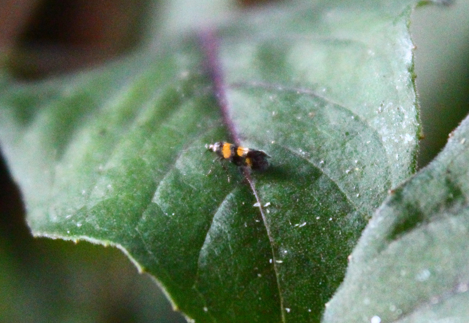 Chrysoesthia sexguttella - aranyfoltos sarlósmoly