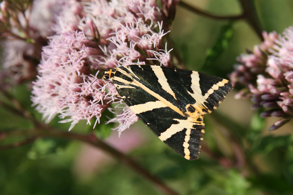 Euplagia quadripunctaria - csíkos medvelepke