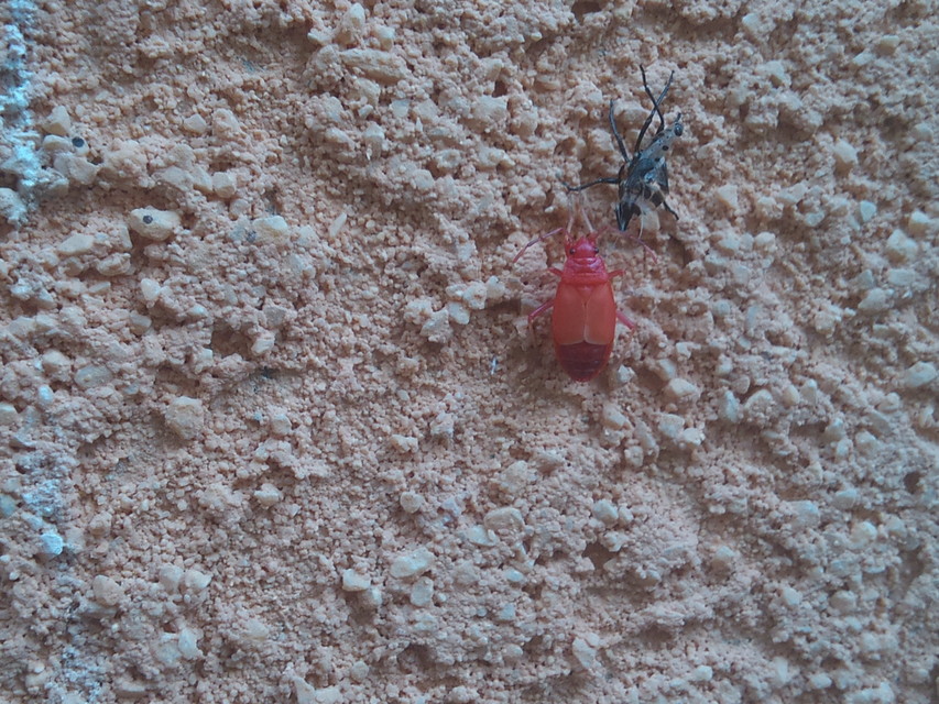 Pyrrhocoris apterus - verőköltő poloska