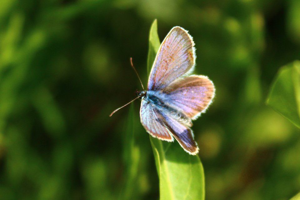 Plebejus argus - ezüstös boglárka