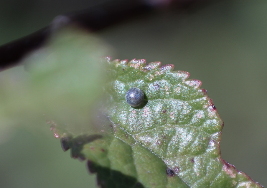 Iphiclides podalirius - kardoslepke