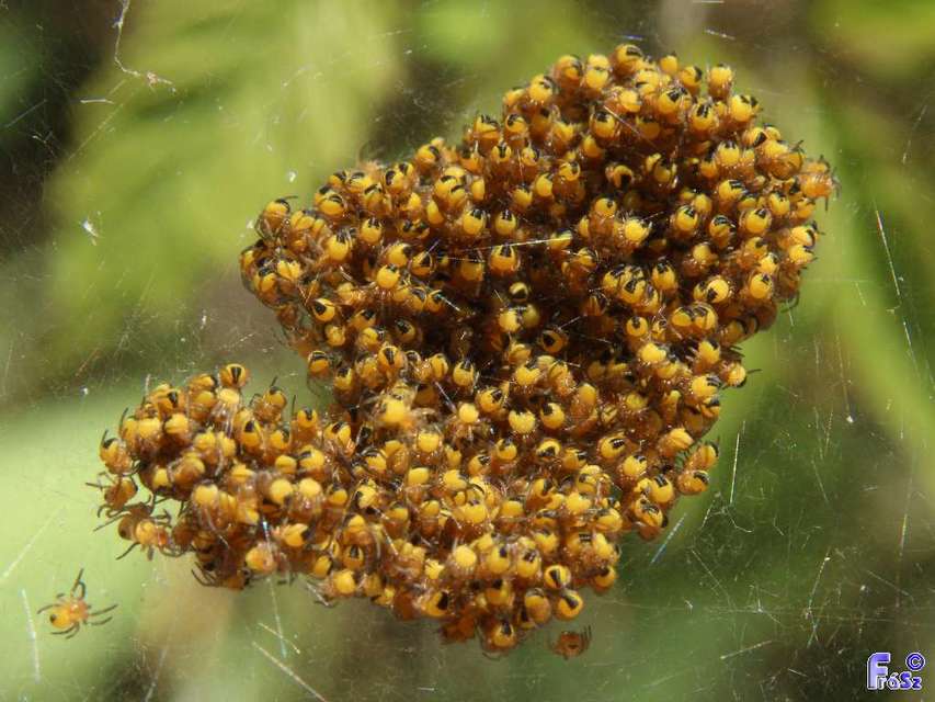 Araneidae - keresztespókok