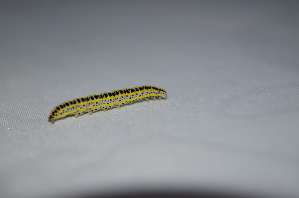 Calophasia lunula - gyújtoványfű-apróbagoly