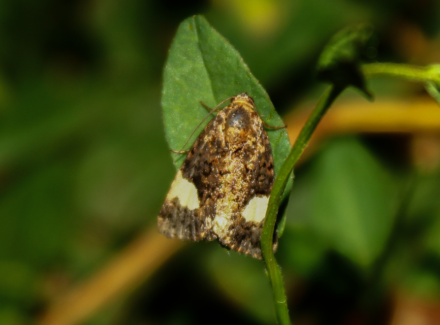 Tyta luctuosa - fekete nappalibagoly