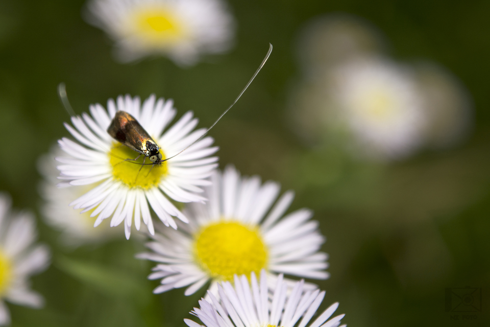Nemophora prodigellus - aranysárga tőrösmoly