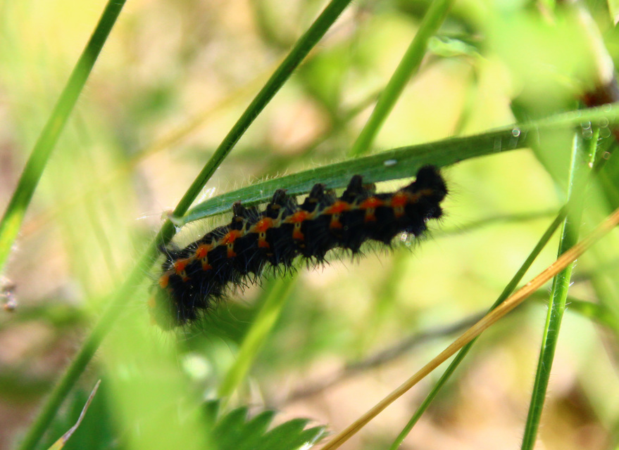 Saturnia pavoniella/pavonia