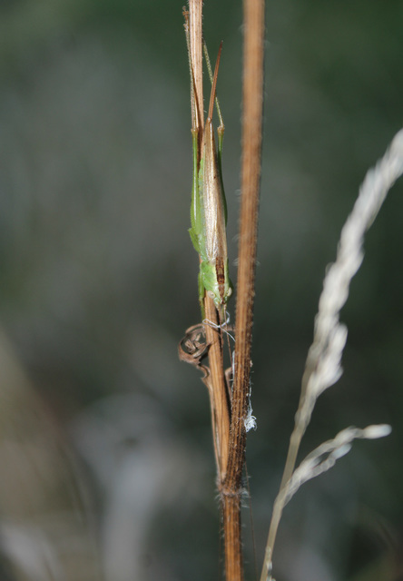 Conocephalus fuscus - kis kúpfejűszöcske