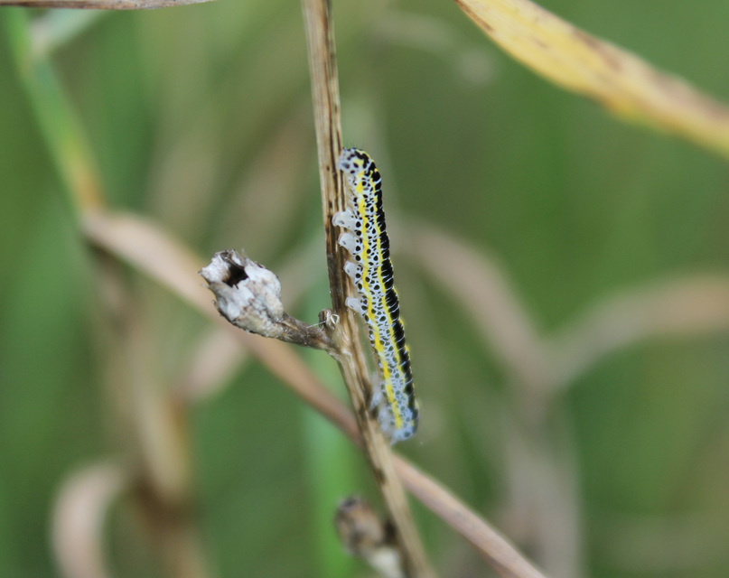Calophasia lunula - gyújtoványfű-apróbagoly