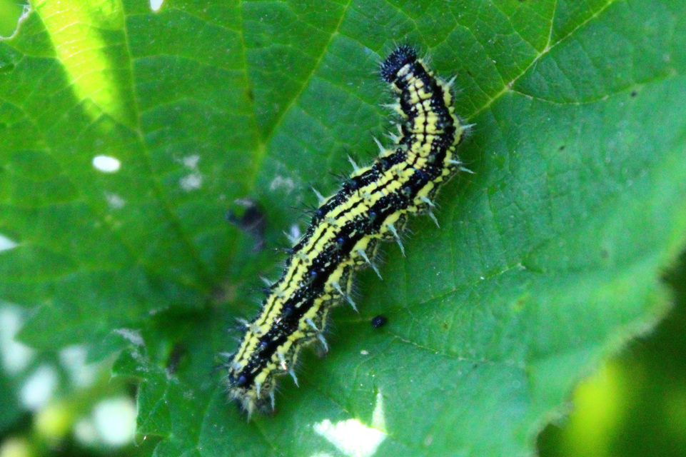 Nymphalis urticae - kis rókalepke