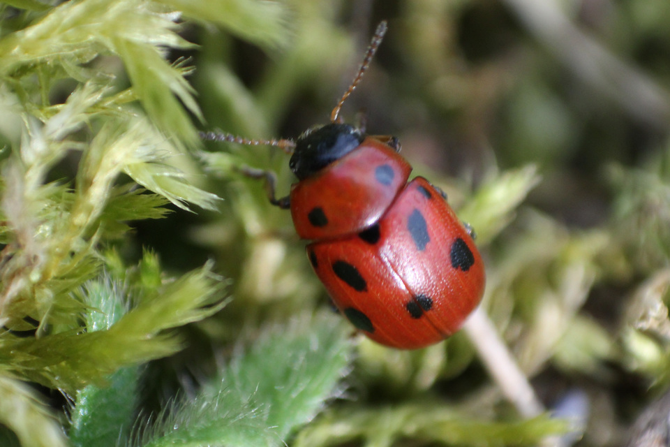 Gonioctena fornicata - közönséges lucernabogár