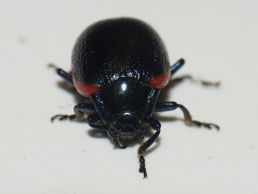 Chrysolina rossia - trapézhátú szegélyeslevelész