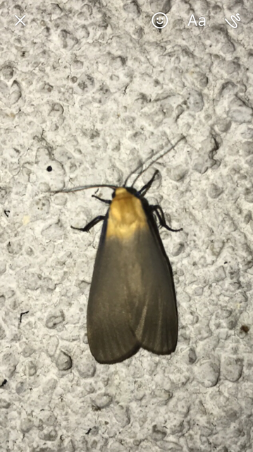 Lithosia quadra - négypettyes zuzmószövő