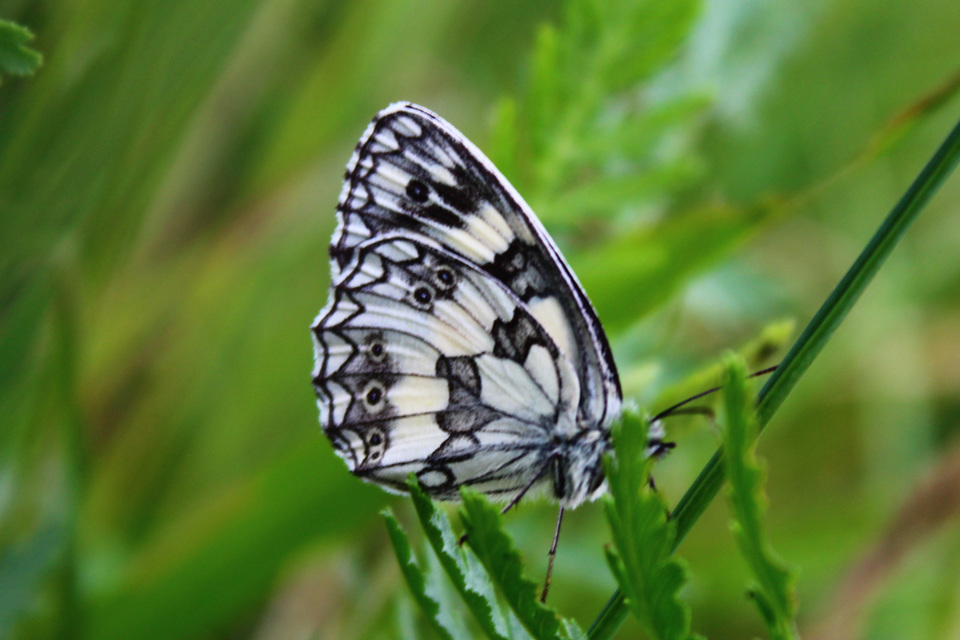Melanargia galathea - sakktáblalepke