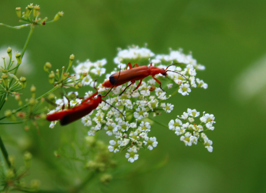 Rhagonycha fulva - feketevégű lágybogár