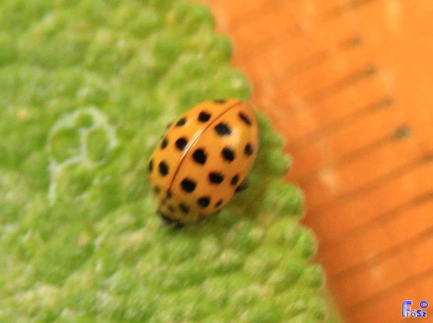 Psyllobora vigintiduopunctata - huszonkétpettyes katica