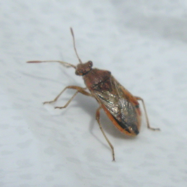 Rhopalidae - üvegpoloskák