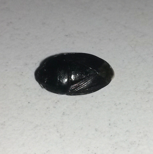 Geotomus