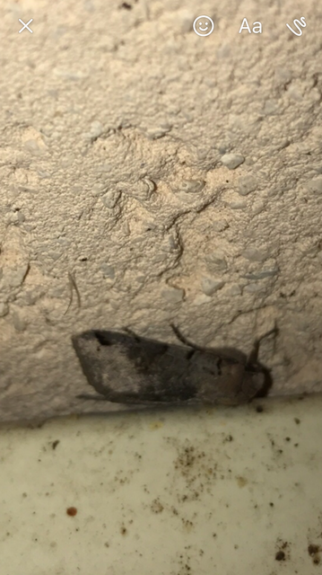 Anchoscelis litura - tarka őszibagoly