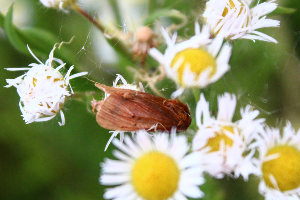 Phragmatobia fuliginosa - füstös medvelepke