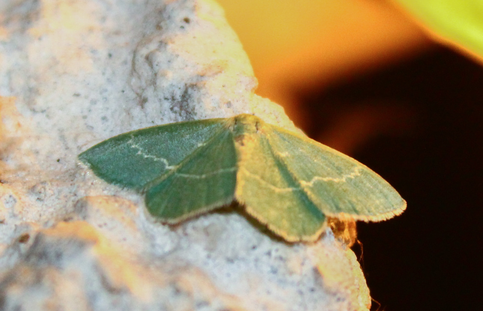 Chlorissa