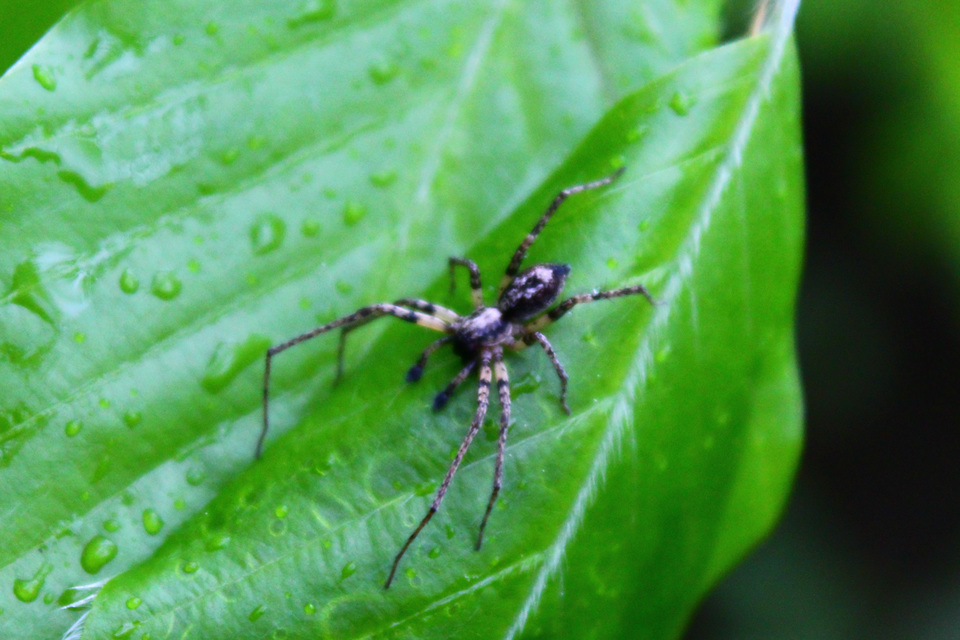 Anyphaena accentuata - jegyespók