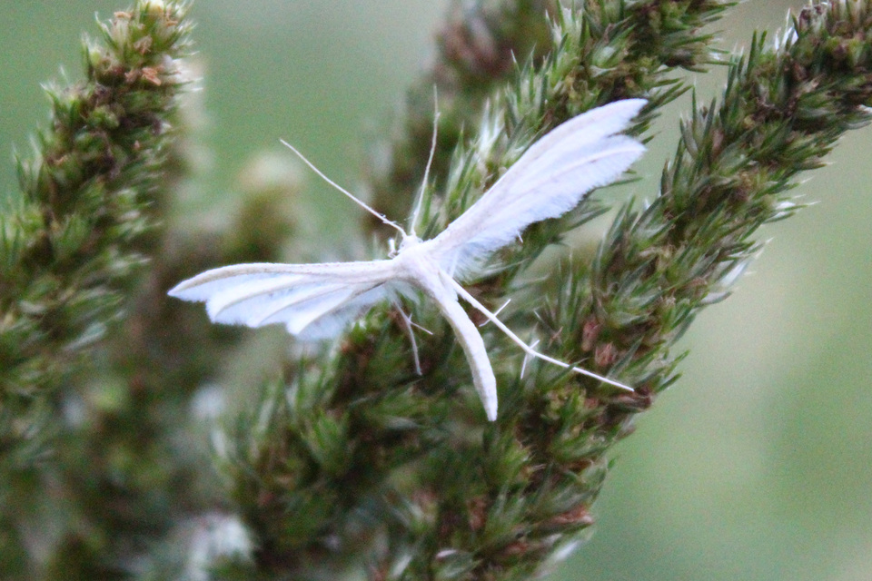Pterophorus pentadactyla - fehér tollasmoly