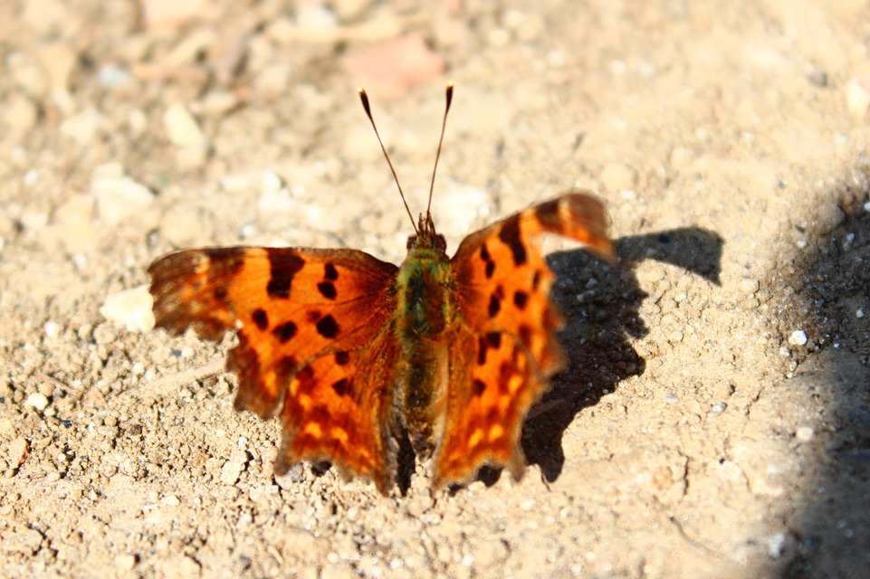 Nymphalis c-album - C-betűs lepke