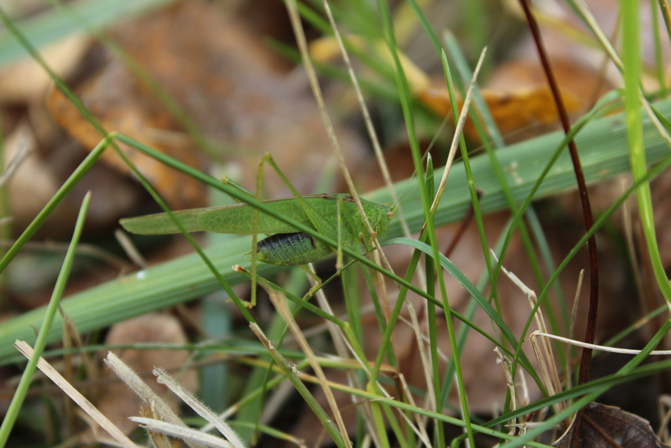 Phaneroptera nana - pontozott repülőszöcske