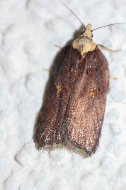 Acleris