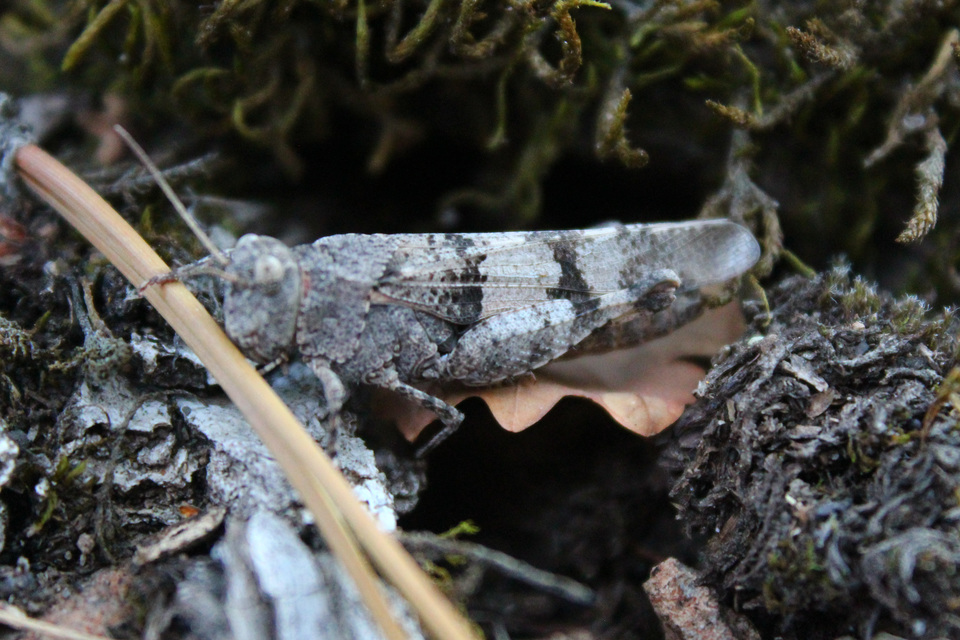 Oedipoda caerulescens - kékszárnyú sáska