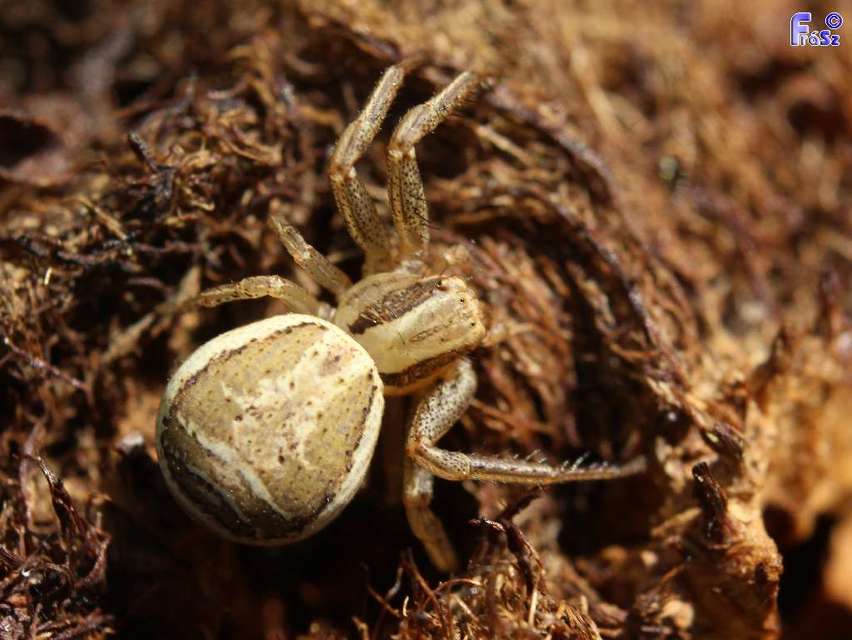 Xysticus ulmi - cserje-karolópók