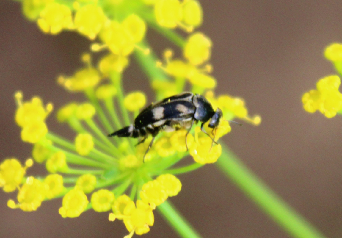 Variimorda villosa - szalagos maróka