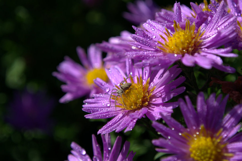 Pisaura mirabilis - csodáspók