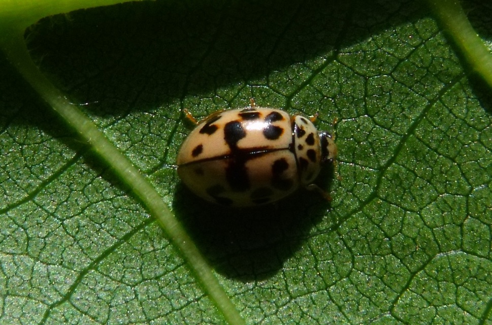 Oenopia conglobata - rózsás katica